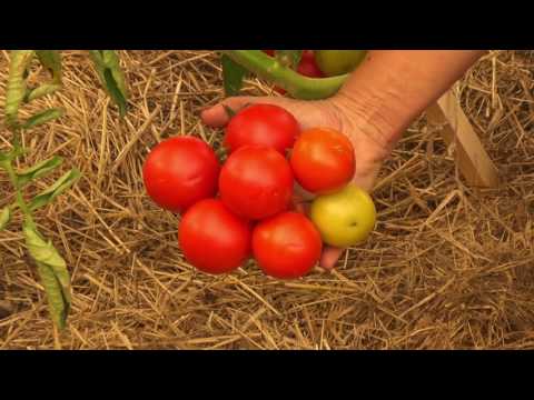 , title : 'PERMAKULTURA, Pěstování rajčat'