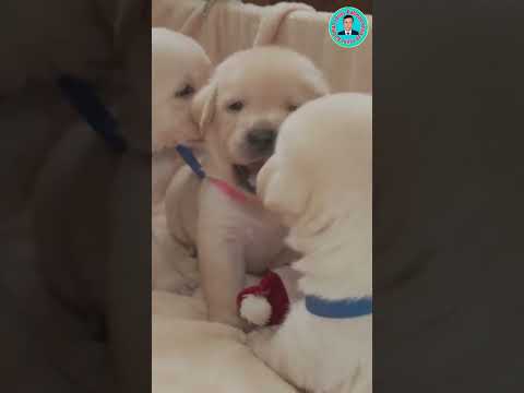 Adorable Labrador puppies playing...#shorts