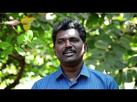 ICAR-IIHR Short Video Documentary on Arka Sahan Custard Apple Hybrid