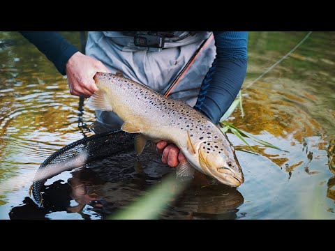 Huge Brown Trout On Dry Fly – Small Stream Fly Fishing, In Denmark!