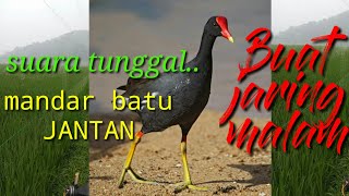 Download lagu Suara mandar batu JANTAN|peruk|Bentiungan|Moorhen|Tricè rè. mp3