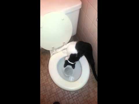 Cat that loves to watch toilet flush