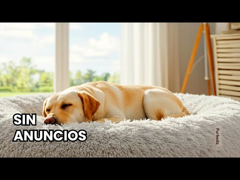 12 Horas de Música para Perros que se quedan Solos (compañía relajante)