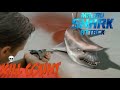 Malibu Shark Attack Kill Count