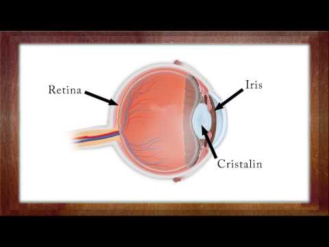 Biologie Clasa a 7-a Lectia: Ochiul