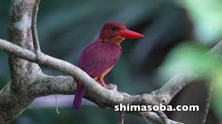数を減らしつつあるアカショウビン(動画あり)