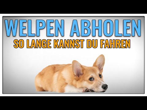 Welpe abholen? So lang kannst du mit ihm fahren - TGH 375