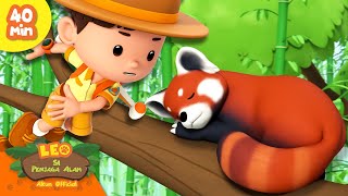 Download lagu WAKTUNYA BANGUN, PANDA MERAH!! ⏰ | 1 JAM | Hewan Paling Imut | Leo Si Penjaga Alam | Kartun Anak mp3