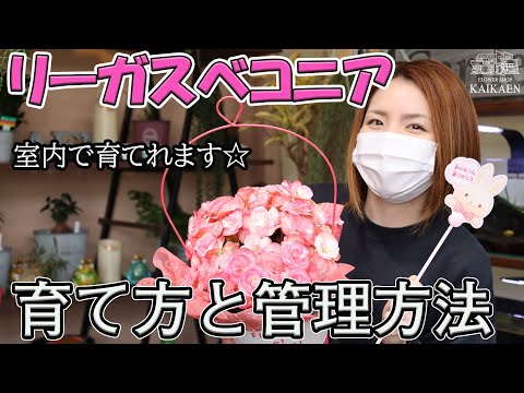 ベゴニアの花を咲かせるにはどうすればよいですか？栽培方法、開花、手入れのヒント  庭園