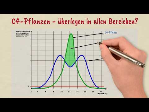 Fotosynthese: "Mittagsdepression" und Fotosynthesespezialisten
