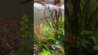 [掛號] 燈魚倒頭栽？