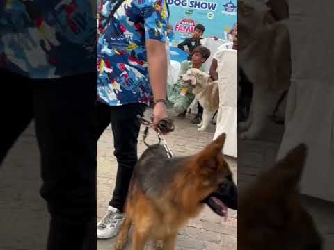 #germanshepherd  #dogcontest #shorts #trending #bulldog