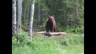preview picture of video 'My first brown bear encounter...Kianuu region, Finland, 2013'