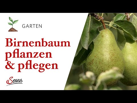 Birnbaum im Garten pflanzen & pflegen