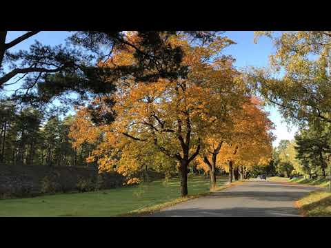 Amidst   Our Love ft  Jaime Deraz  Remix 2020 Dj Snolle