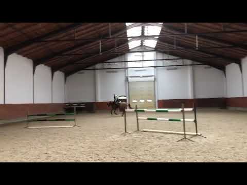 Epona (Arezzo VDL x Carambole) - schooling 2020/11/10 I SPRZEDANA / SOLD