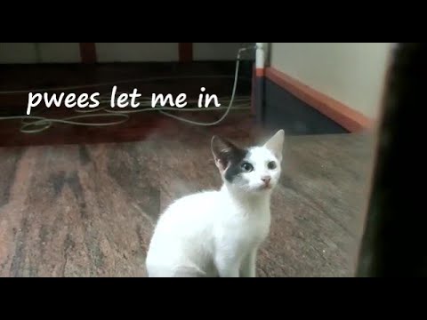 Cute kitten request to be let in