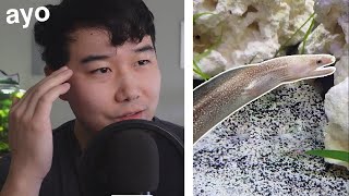 this fish tank's APEX Predator will SHOCK YOU | Fish Tank Review 245