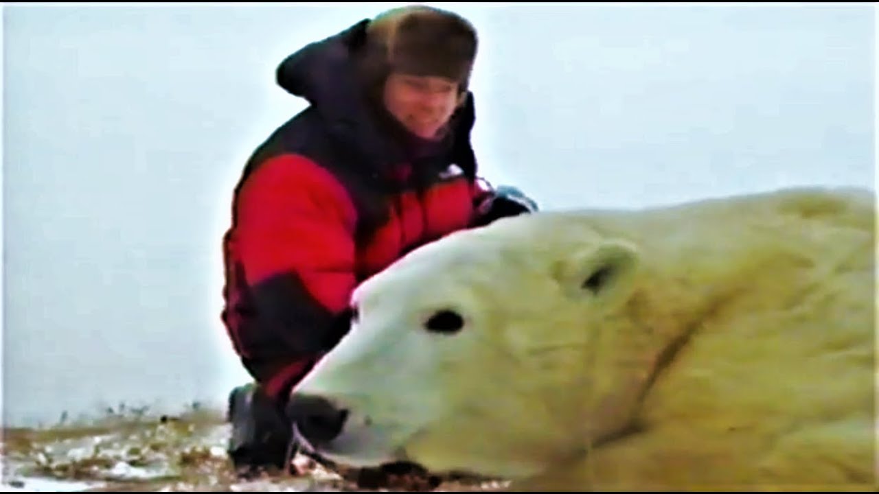 The Polar Bears of Churchill with Ewan McGregor Trailer