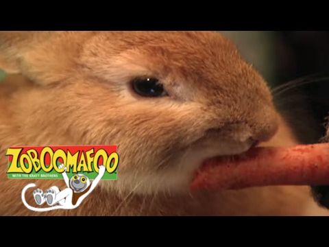 🐒 Zoboomafoo 122 - Pets | HD | Full Episode🐒