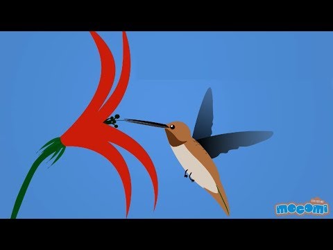 14 Interesting Facts about Hummingbirds - Facts for Kids | Educational Videos by Mocomi