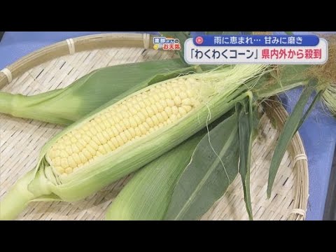 YouTube Video 大人気！「富士山麓わくわくコーン」の販売開始　静岡・富士市