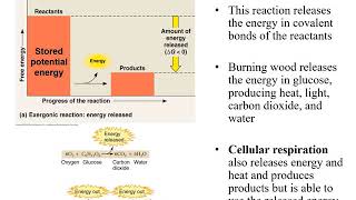 Chapter 7- Microbial Metabolism
