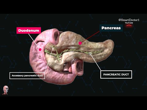 La ghiandola che funziona con due sistemi! | Pancreas. ✨