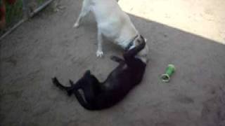 Sasha and Shelburne..