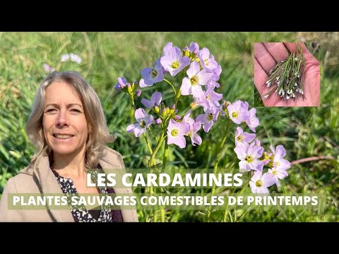 La cardamine - plante sauvage comestible de printemps