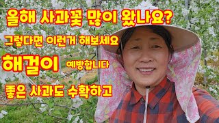 사과 꽃솎음 이렇게  홍로 부사 꽃 솎음 하면 좋은점  [사과재배방법]