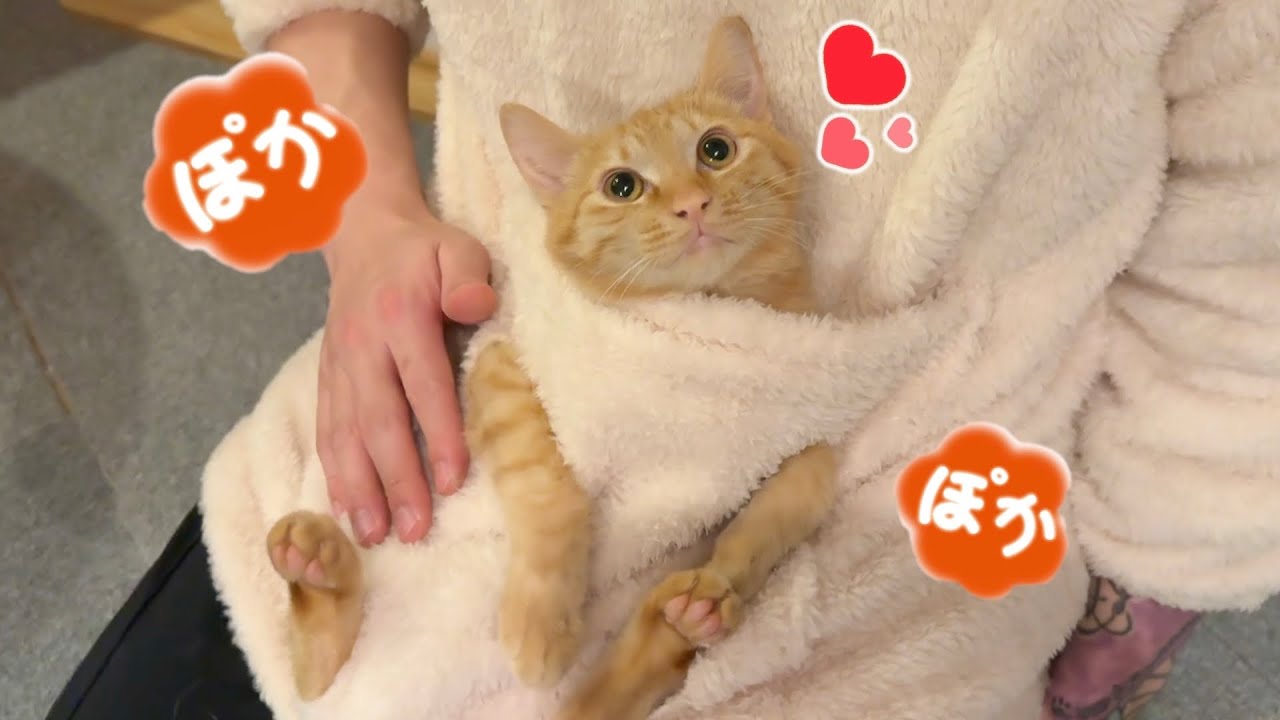 生後半年の子猫、抱っこ服にハマる