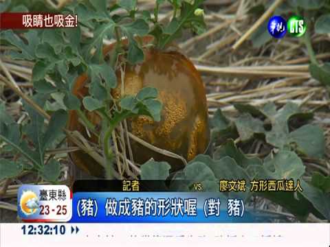 農業新活力!"怪西瓜"闖出一片天