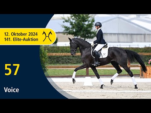 No. 57 Voice by V-Plus - Dancier | 141. Verden Elite-Auction on October, 12th