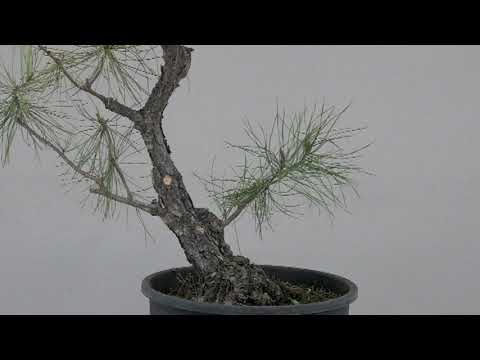 JAPANESE RED PINE IN FALL OF 2020 #1