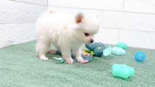 ハーフ犬の動画01