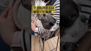 ここがお気に入り🐶 #フレンチブルドッグ #vlog #イッヌ #ワンコ #frenchie