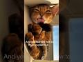 We all appreciate help sometimes 🥺 Abyssinian cat growing up #abyssinian #catshorts #cutecat