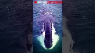 Download lagu MELIHAT IKAN PAUS TERBESAR DARI DEKAT - HARIES SYAIFUDIN mp3 Download lagu MELIHAT IKAN PAUS TERBESAR DARI DEKAT - HARIES SYAIFUDIN mp3