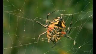 Spider Silk - Properties and Human Use