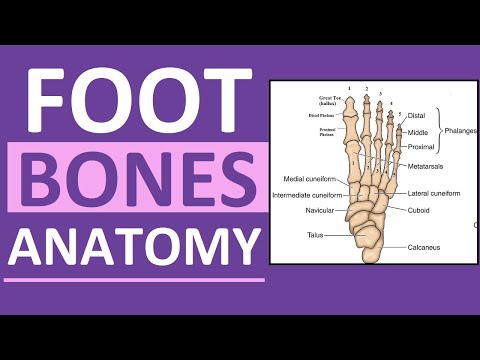 Foot Bones Anatomy Mnemonic: Tarsals, Metatarsals, Phalanges