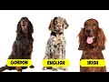 SETTER TYPES 4 TYPES OF SETTERS