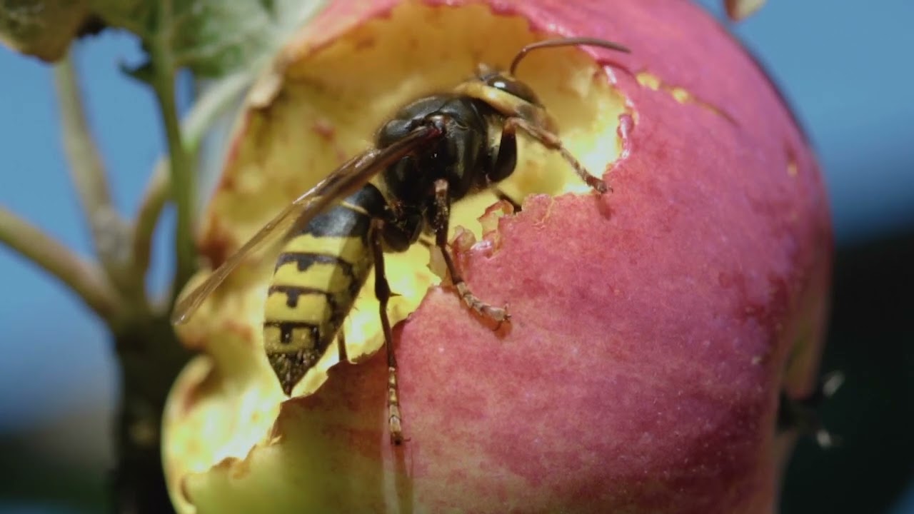 Avispa Asiatica   (Mascotizate Latam.tv)