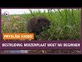 REPO: Bestrijding muizenplaat moet nu beginnen