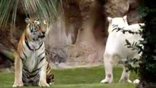 Tigre de Bengala Albino peleando