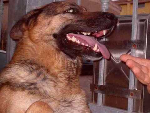 cani simpatici ..night of ma dogz