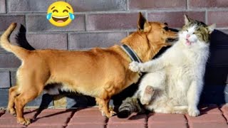 Hilarious Animals That Will Make You Laugh Nonstop 🐶😂 | Funny Pet Compilation 2025