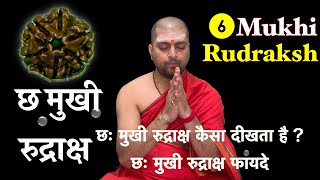 छ मुखी रुद्राक्ष |  छः मुखी रुद्राक्ष फायदे | छ मुखी रुद्राक्ष कैसा दीखता है  6 Mukhi Rudraksha |