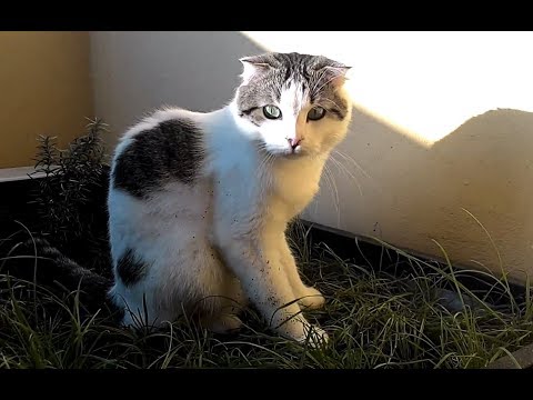 Oscar, a Scottish Fold suffering from osteochondrodysplasia