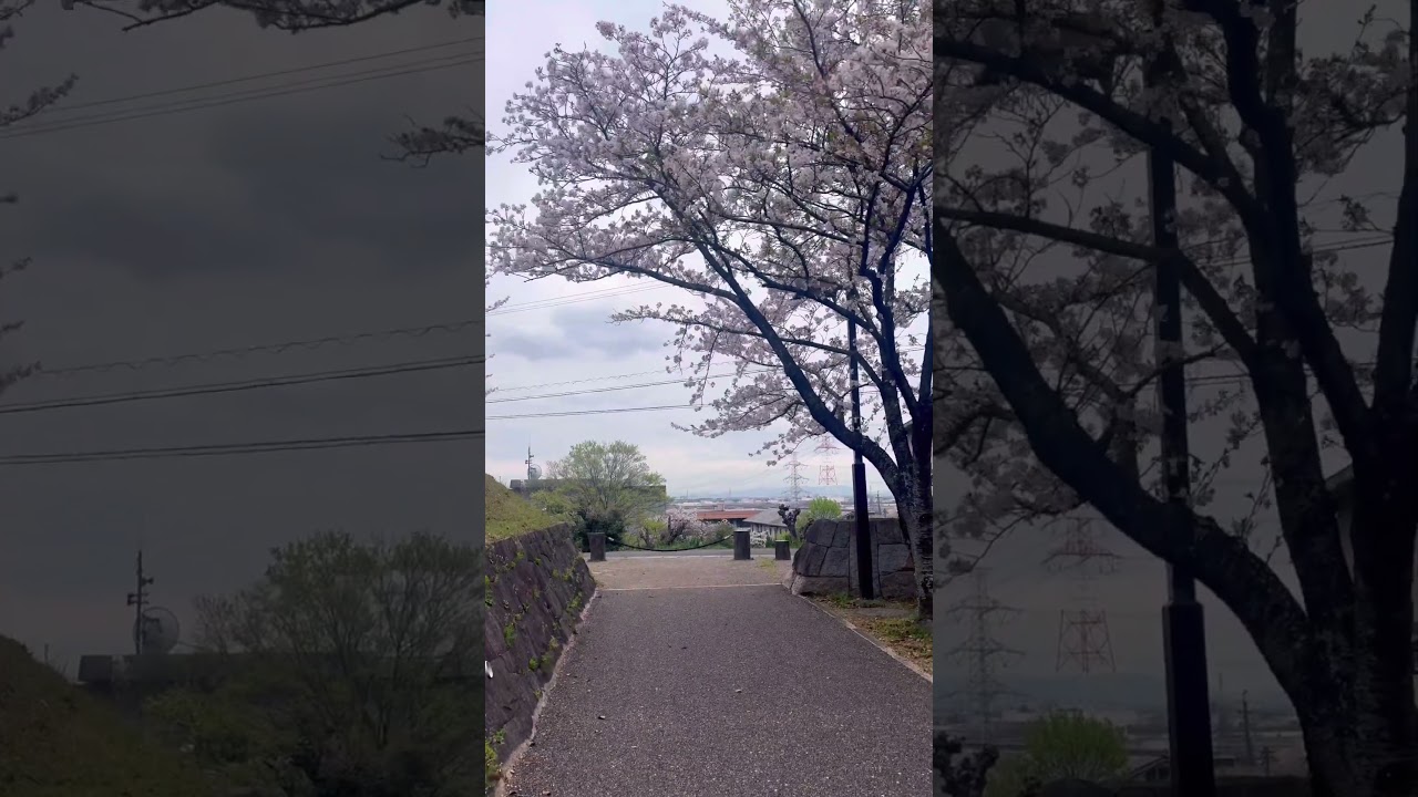 Sakura season #japanlife #housewifelife #sakura #slowliving